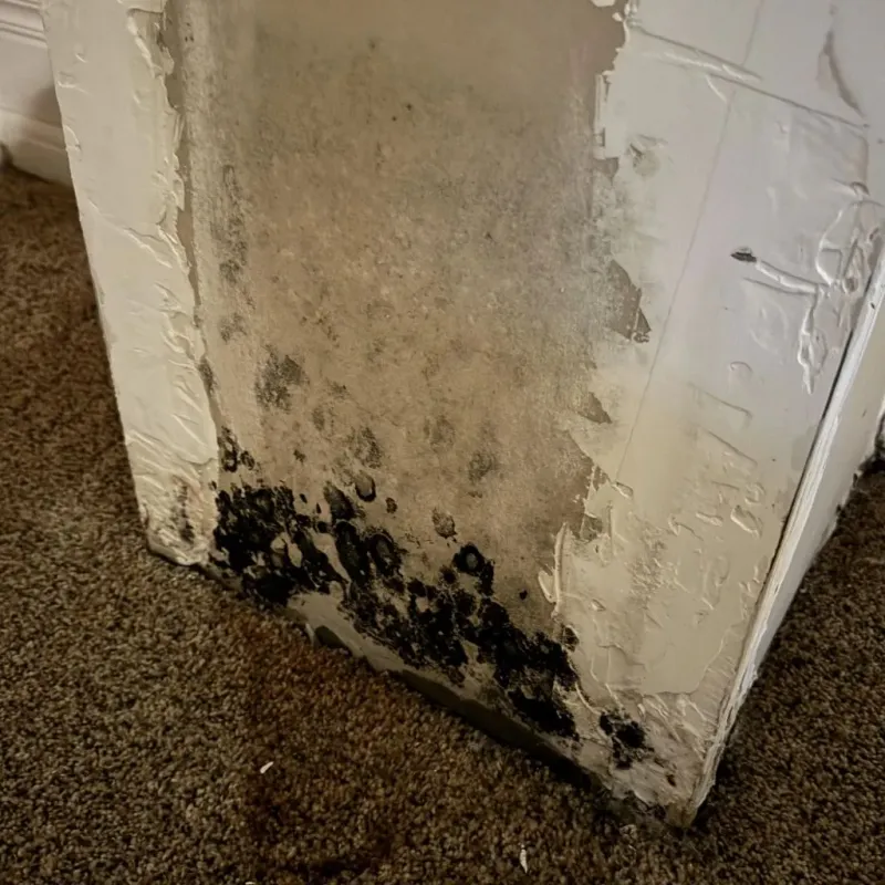 Professional Mold Removal in Charleston, SC